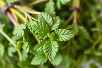 أعشاب معلقة تجف ببطء مع أدوات منزلية لتسريع عملية التجفيف