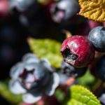 شخص يجمع توتًا بريًا أزرقًا في غابة مشمسة ومورقة