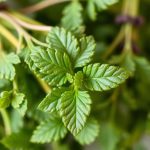 أعشاب معلقة تجف ببطء مع أدوات منزلية لتسريع عملية التجفيف