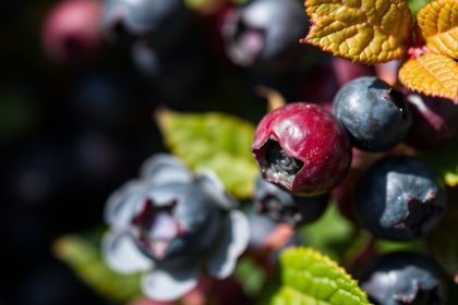 شخص يجمع توتًا بريًا أزرقًا في غابة مشمسة ومورقة