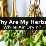 أعشاب تجف هوائياً تُظهر عفنًا على الأوراق وحزم معلقة