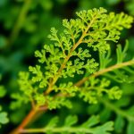 يدان تقطفان أوراق كيرلي دوك خضراء مجعدة من نبات بري