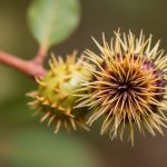 تمييز بين جوز باك آيز السام وكستناء صالحة للأكل بصورة توضيحية