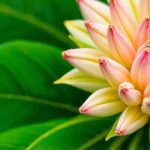 صور قريبة لأوراق وسيقان وأزهار نباتات مختلفة مع كتاب دليل التعرّف