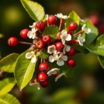 غصن زعرور بتوت أحمر فوق كتاب حول دعم طبيعي لصحة القلب