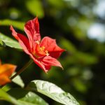 شخص يبتعد عن نبات سام ويقرأ خطوات السلامة السريعة