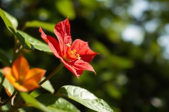 شخص يبتعد عن نبات سام ويقرأ خطوات السلامة السريعة