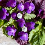 طبق سلطة بأوراق البنفسج البري الطازجة مع شرائح ليمون وزيت زيتون