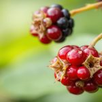 تحذير التوت: تعرف على علامات التسمم المبكرة بالجرجير.