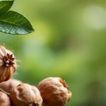 Foraging Nuts: hands gathering hazelnuts among autumn leaves in sunlit forest