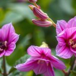 زهور جميلة لكنها سامة: نباتات سامة شائعة يجب معرفتها