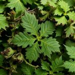 أوراق القراص معلقة تتجفف لحفظ الخضر في دليل الجامعين