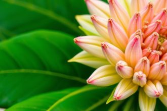 صور قريبة لأوراق وسيقان وأزهار نباتات مختلفة مع كتاب دليل التعرّف