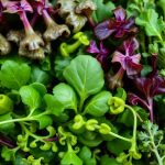 أوراق خضراء برية منعشة، تعزيز سلطة صحي.