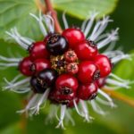 توت سام بنفسجي يشبه الحرمل على غصن مع أوراق قاتمة