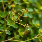 لقطة مقربة لسيقان لاصقة مغطاة بخطاطيف صغيرة لتسهيل رصد الأعشاب