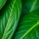 أوراق البلانتين الطازجة بجانب مرهم وزجاجة زيت للعلاج الطبيعي