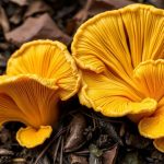 فطر الشانتريل بخياشيم حقيقية ينمو على أرض غابية رطبة