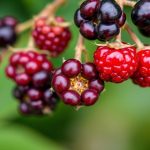 لقطة مقربة لتوت أحمر في غابة مع يد تميّزه بسرعة