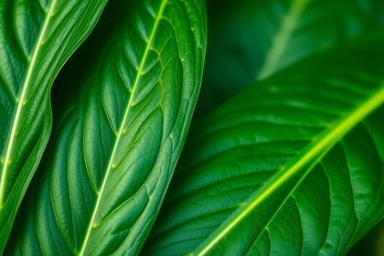 أوراق البلانتين الطازجة بجانب مرهم وزجاجة زيت للعلاج الطبيعي