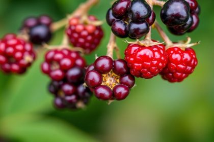 لقطة مقربة لتوت أحمر في غابة مع يد تميّزه بسرعة